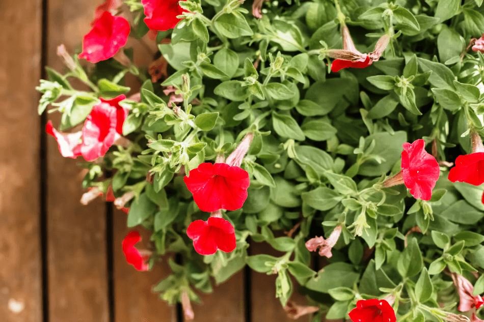 como cultivar petĂșnias no jardim