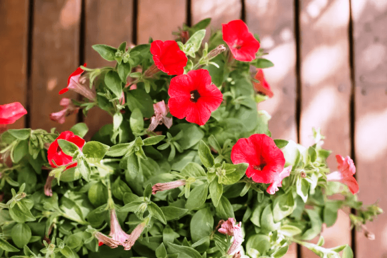 como cultivar petúnias